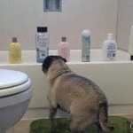 Dog knocks shampoo bottles off of bathtub
