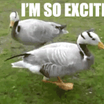 Im So Excited Duck