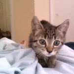 Kitten attacks camera
