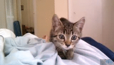 Kitten-attacks-camera.gif