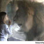 Lion playing with girl at zoo