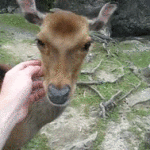 Man petting deer