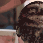 Owl being pet