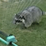 Raccoon Playing With Water Sprinkler