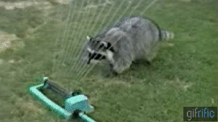 Raccoon-Playing-With-Water-Sprinkler.gif