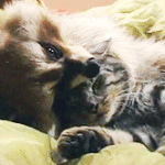 Raccoon cuddling with cat