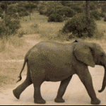 Baby Elephant running across road