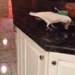 Bird Gives Food to Dog