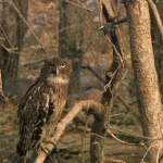 Bird hitting owls head