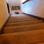 Bunny Running Upstairs