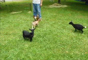 [Image: Buttermilk-the-Goat-Jumping-Around.gif]