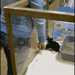 Cat Climbs up Customers Arm