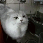 Cat Drinking out of Sink
