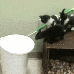 Cat Falls in Garbage Can