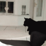 Cat Gives High Five on Couch