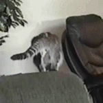 Cat Jumps at Wall