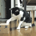 Cat Shocked From Opening Box