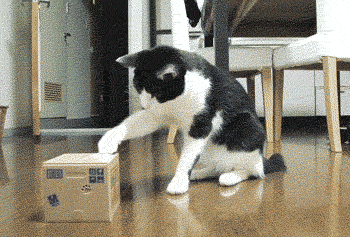 Cat-Shocked-From-Opening-Box.gif