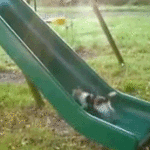 Cat Trying to Run Up Slide