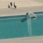 Cat jumps on surfboard to get across pool