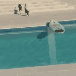 Cat-jumps-on-surfboard-to-get-across-pool.gif