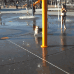 Corgi Playing in Water Park