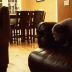Dog Jump to Other Couch