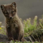 Fox Running