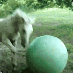 Horse Exercise Ball Fail