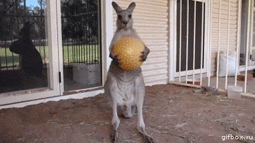 Kangaroo-Drops-Ball.gif