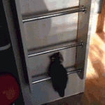 Kitten Climbing Ladder