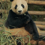 Panda Chewing Bamboo