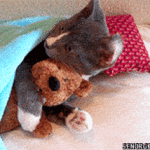 cat cuddle stuffed animal
