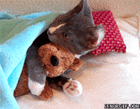 cat-cuddle-stuffed-animal.gif