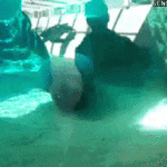 fail-manatee