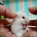 surprised baby mouse