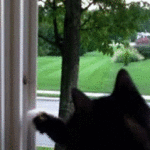 Cat Catches Bug on Wall