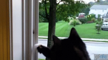 Cat-Catches-Bug-on-Wall.gif