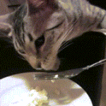 Cat Eating Food Holding Fork