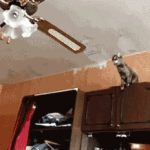 Cat jumps onto ceiling fan
