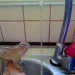 Chameleon Washing Hands