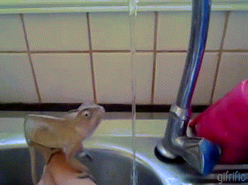 [Image: Chameleon-Washing-Hands.gif]