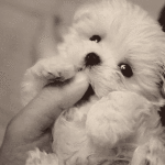 Cute Puppy Smile
