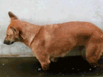 Dog Falls asleep standing up in water