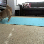 Dog Rolling into Blanket