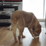 Dog puts three tennis balls in mouth