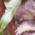 Koala Yawning