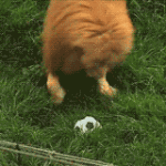 Lion Playing With Soccer Ball