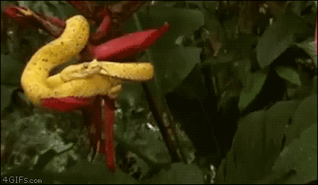 Snake plays dead after being poked : r/funny