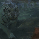 White tiger Eat Meat underwater